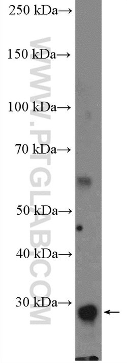 DUOXA1 Rabbit anti-Human, Mouse, Polyclonal, Proteintech 150 &mu;L; Unconjugated:Antibodies,