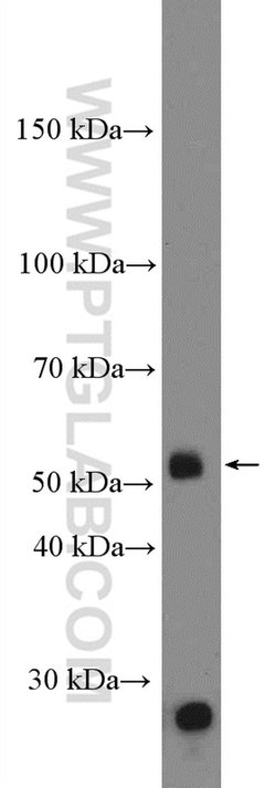 DUOXA1 Rabbit anti-Human, Mouse, Polyclonal, Proteintech 150 &mu;L; Unconjugated:Antibodies,