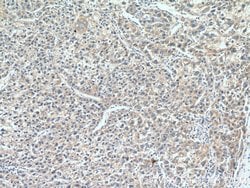 AADAC Rabbit anti-Human, Polyclonal, Proteintech 150 &mu;L; Unconjugated:Antibodies,