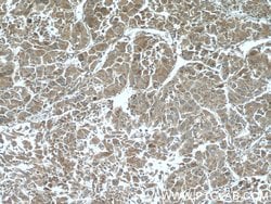 ELAC1 Rabbit anti-Human, Mouse, Polyclonal, Proteintech 150 &mu;L; Unconjugated:Antibodies,