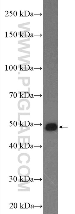 ELAC1 Rabbit anti-Human, Mouse, Polyclonal, Proteintech 150 &mu;L; Unconjugated:Antibodies,