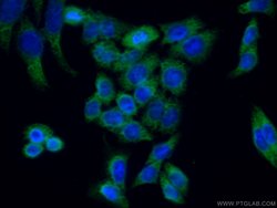 REEP4 Rabbit anti-Human, Mouse, Rat, Polyclonal, Proteintech:Antibodies:Primary