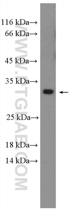 REEP4 Rabbit anti-Human, Mouse, Rat, Polyclonal, Proteintech:Antibodies:Primary
