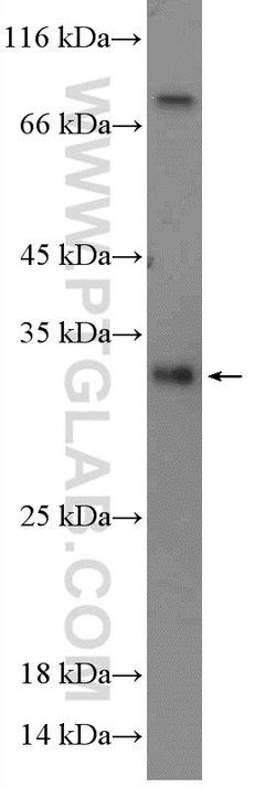 REEP4 Rabbit anti-Human, Mouse, Rat, Polyclonal, Proteintech:Antibodies:Primary