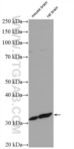 SLC25A29 Rabbit anti-Human, Mouse, Rat, Polyclonal, Proteintech:Antibodies:Primary