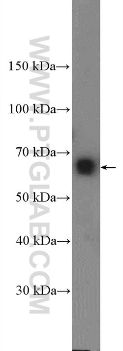 TRAF3IP2 Rabbit anti-Human, Polyclonal, Proteintech:Antibodies:Primary