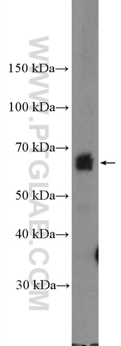 TRAF3IP2 Rabbit anti-Human, Polyclonal, Proteintech:Antibodies:Primary