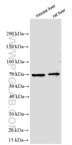 FLVCR2 Rabbit anti-Human, Mouse, Rat, Polyclonal, ProteinTech 150 &mu;L;