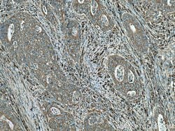 DNAJC3 Rabbit anti-Human, Mouse, Polyclonal, ProteinTech