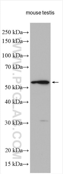 DNAJC3 Rabbit anti-Human, Mouse, Polyclonal, ProteinTech 150 &mu;L; Unconjugated:Antibodies,