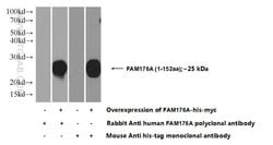 FAM176A Rabbit anti-Human, Mouse, Polyclonal, Proteintech:Antibodies:Primary