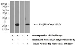 IL-24 Rabbit anti-Human, Polyclonal, Proteintech 20 &mu;L; Unconjugated:Antikörper