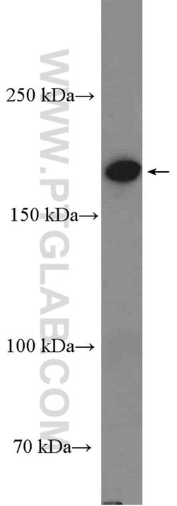 GRLF1 Rabbit anti-Human, Polyclonal, Proteintech:Antibodies:Primary Antibodies