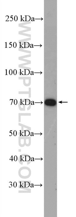 GPSM2 Rabbit anti-Human, Mouse, Rat, Polyclonal, Proteintech 150 &mu;L;