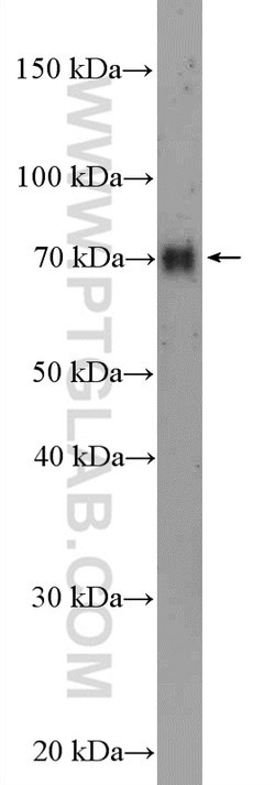 GPSM2 Rabbit anti-Human, Mouse, Rat, Polyclonal, Proteintech 150 &mu;L;