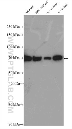 GPSM2 Rabbit anti-Human, Mouse, Rat, Polyclonal, Proteintech 150 &mu;L;