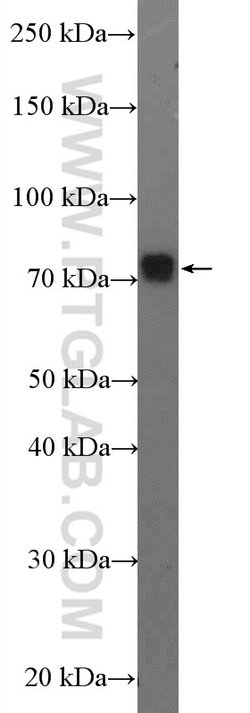 GPSM2 Rabbit anti-Human, Mouse, Rat, Polyclonal, Proteintech 150 &mu;L;