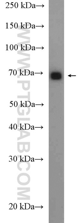 GPSM2 Rabbit anti-Human, Mouse, Rat, Polyclonal, Proteintech 150 &mu;L;