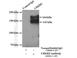 CRKRS Rabbit anti-Human, Polyclonal, Proteintech:Antibodies:Primary Antibodies