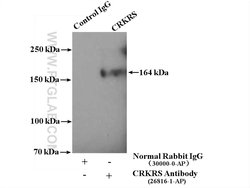 CRKRS Rabbit anti-Human, Polyclonal, Proteintech:Antibodies:Primary Antibodies