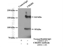 CRKRS Rabbit anti-Human, Polyclonal, Proteintech:Antibodies:Primary Antibodies