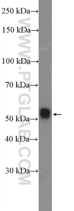 WDR41 Rabbit anti-Human, Polyclonal, Proteintech:Antibodies:Primary Antibodies