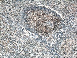 TRAF1 Rabbit anti-Human, Polyclonal, Proteintech:Antibodies:Primary Antibodies