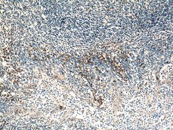 TRAF1 Rabbit anti-Human, Polyclonal, Proteintech:Antibodies:Primary Antibodies