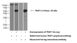 TRAF1 Rabbit anti-Human, Polyclonal, Proteintech:Antibodies:Primary Antibodies
