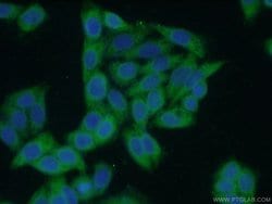 LTBP1 Rabbit anti-Human, Polyclonal, Proteintech 150 &mu;L; Unconjugated:Antibodies,