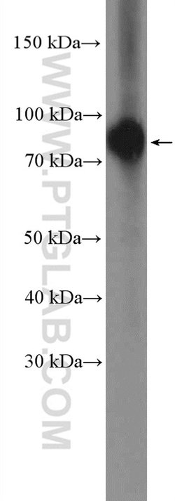 Bora Rabbit anti-Human, Polyclonal, Proteintech:Antibodies:Primary Antibodies