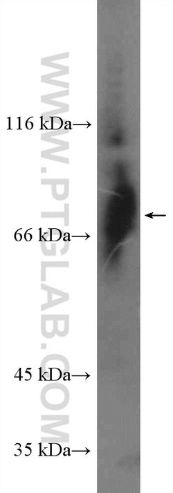 Bora Rabbit anti-Human, Polyclonal, Proteintech:Antibodies:Primary Antibodies