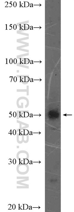 FAM175B Rabbit anti-Human, Mouse, Polyclonal, Proteintech 150 &mu;L; Unconjugated:Antibodies,