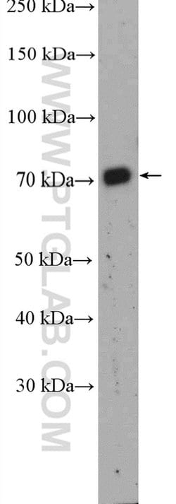 MATE 2 Rabbit anti-Canine, Human, Polyclonal, Proteintech 150 &mu;L; Unconjugated:Antibodies,