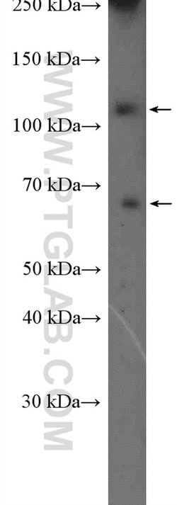 CNTROB Rabbit anti-Human, Mouse, Polyclonal, Proteintech:Antibodies:Primary