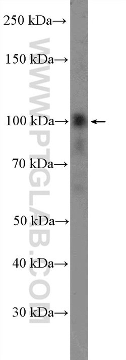 CNTROB Rabbit anti-Human, Mouse, Polyclonal, Proteintech:Antibodies:Primary