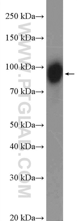 KCTD3 Rabbit anti-Human, Polyclonal, Proteintech 150 &mu;L; Unconjugated:Antibodies,
