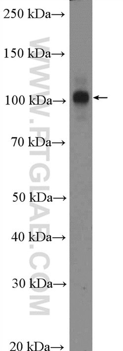 CWC22 Rabbit anti-Human, Polyclonal, Proteintech 150 &mu;L; Unconjugated:Antibodies,