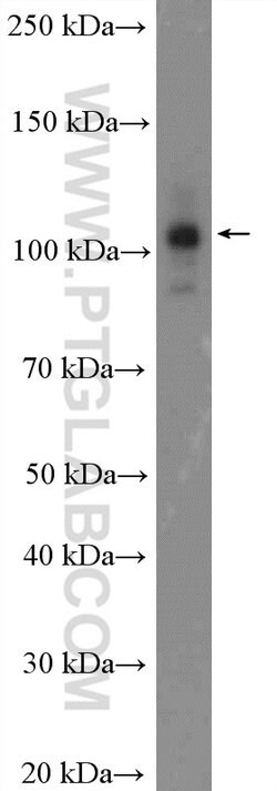 CWC22 Rabbit anti-Human, Polyclonal, Proteintech 150 &mu;L; Unconjugated:Antibodies,