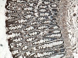 NDRG1 Rabbit anti-Human, Polyclonal, Proteintech 150 &mu;L; Unconjugated:Antibodies,