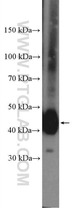 NDRG1 Rabbit anti-Human, Polyclonal, Proteintech 150 &mu;L; Unconjugated:Antibodies,