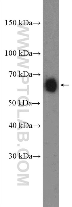 CD86 Rabbit anti-Human, Polyclonal, Proteintech 150 &mu;L; Unconjugated:Anticuerpos