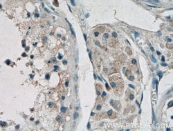 GnRH Rabbit anti-Human, Polyclonal, Proteintech 150 &mu;L; Unconjugated:Antibodies,
