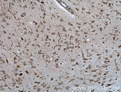 GnRH Rabbit anti-Human, Polyclonal, Proteintech 150 &mu;L; Unconjugated:Antibodies,