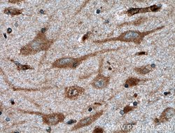 GnRH Rabbit anti-Human, Polyclonal, Proteintech 150 &mu;L; Unconjugated:Antibodies,