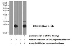 GnRH Rabbit anti-Human, Polyclonal, Proteintech 150 &mu;L; Unconjugated:Antibodies,