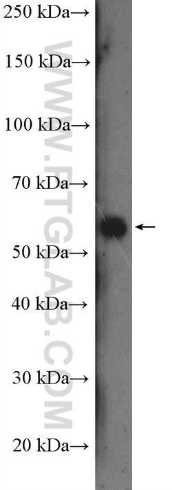 IFRD2 Rabbit anti-Human, Polyclonal, Proteintech 150 &mu;L | Buy Online | Proteintech | Fisher Scientific