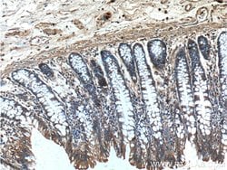 PAM Rabbit anti-Human, Polyclonal, Proteintech 150 &mu;L; Unconjugated:Antibodies,