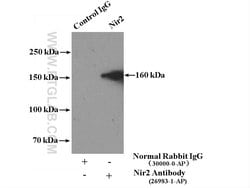 Nir2 Rabbit anti-Human, Polyclonal, Proteintech 150 &mu;L; Unconjugated:Antibodies,