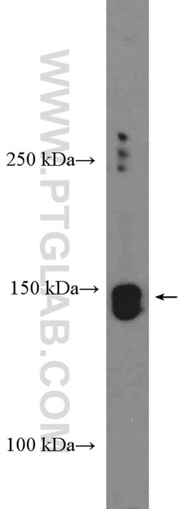 Nir2 Rabbit anti-Human, Polyclonal, Proteintech 150 &mu;L; Unconjugated:Antibodies,